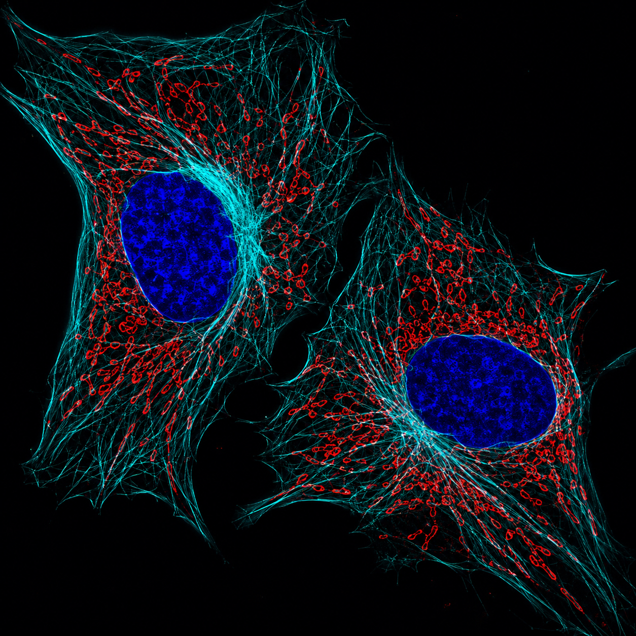 STED microscopy image with cyan cytoskeleton and red organelles